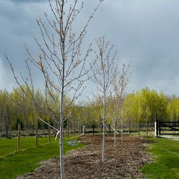 Tree planting services by Nootka Tree Care, planting trees at properties in Cochrane, Calgary