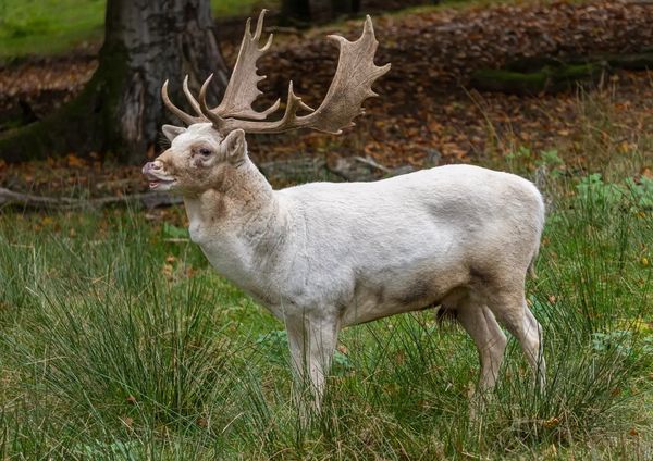 A white deer with large antlers in a forest.