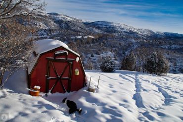 A red barn in a snowy landscape with a black and white cat.