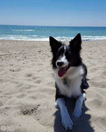 the best boy; Dylan