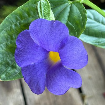 thunbergia battiscombei