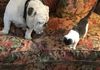 Walter the bulldog reading to the blind