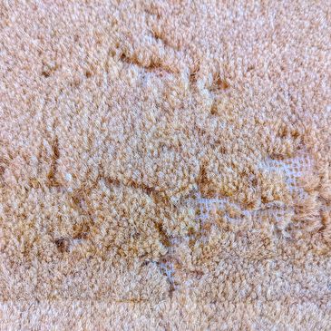 A section of carpet with damage that has been caused by untreated carpet moth