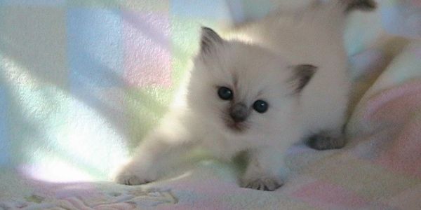Blue Color Point Ragdoll Kitten