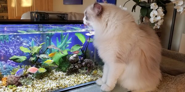 Ragdoll Drinking from Fish Tank