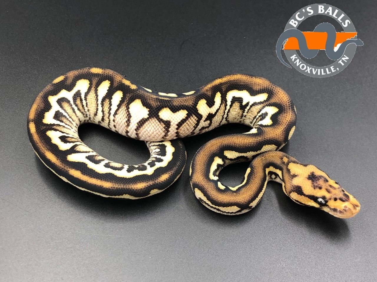 Ball Python Morphs and Genetics: The Ultimate Guide