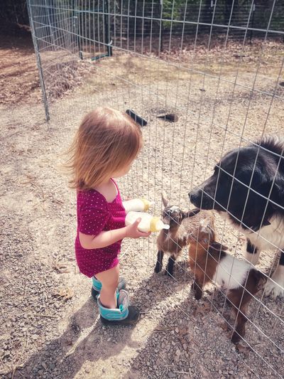 A young child bottle feeds two baby goats through a fence. A dog stands behind the goats. 