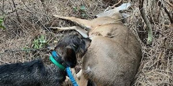Our awesome Seckel (wire haired dachshund) name Otto with a wounded buck he tracked.