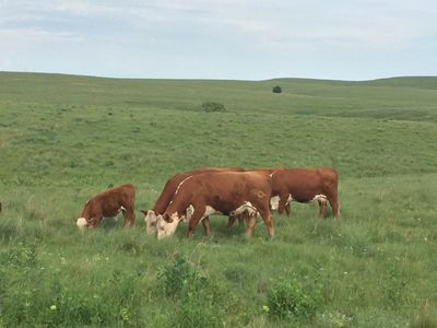 Hereford cows grazing