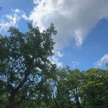 Lush green trees under a partly cloudy blue sky.
