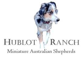 HublotRanch  Miniature Aussies