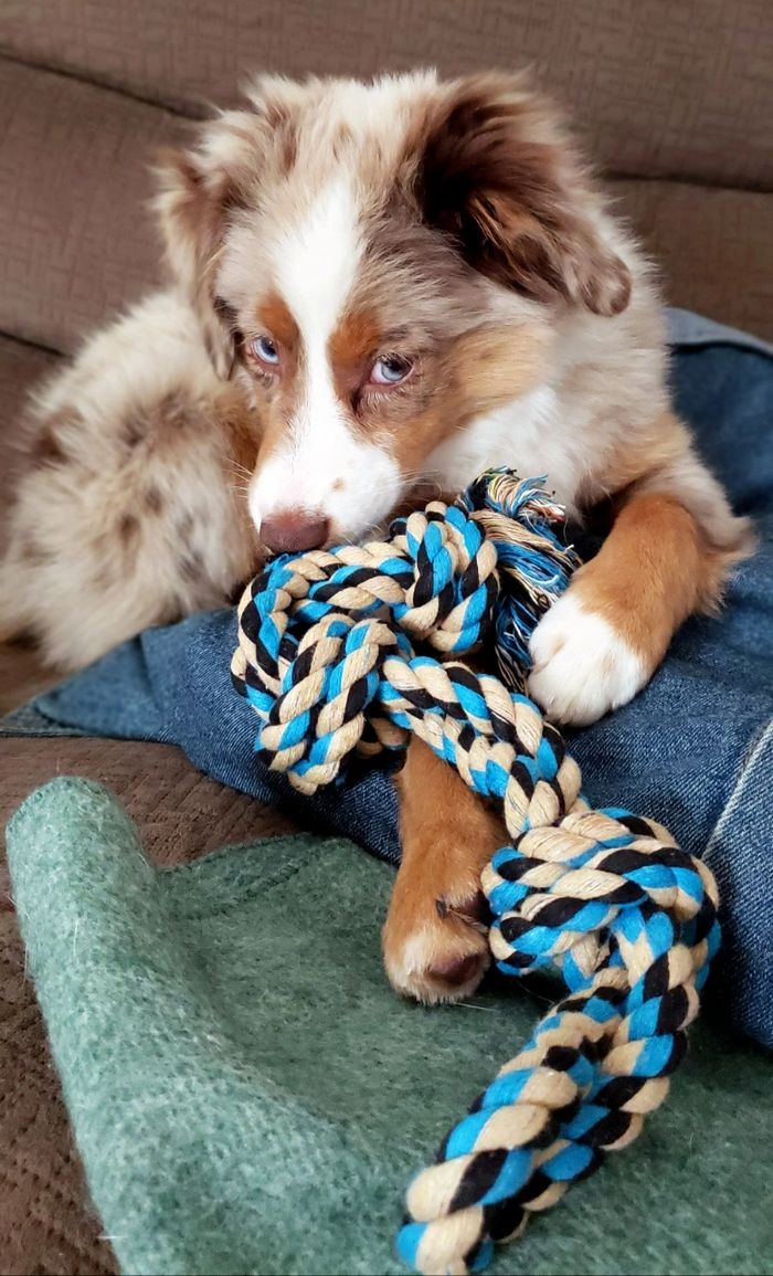 Toy Australian Shepherds - Double H Toy/Mini Farm