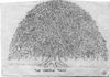 The Cassia Tree