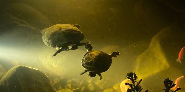 Red eared sliders enjoying their new Aquascape water feature.