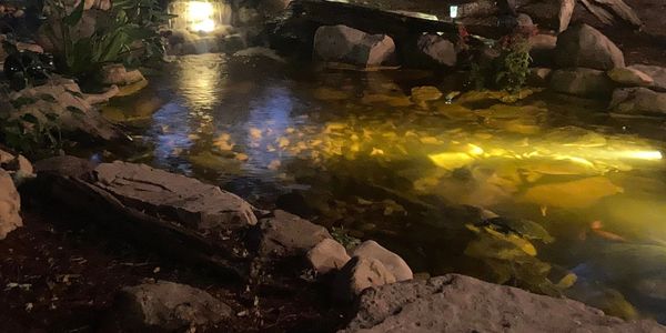 10x15 Aquascape ecosystem pond with lights