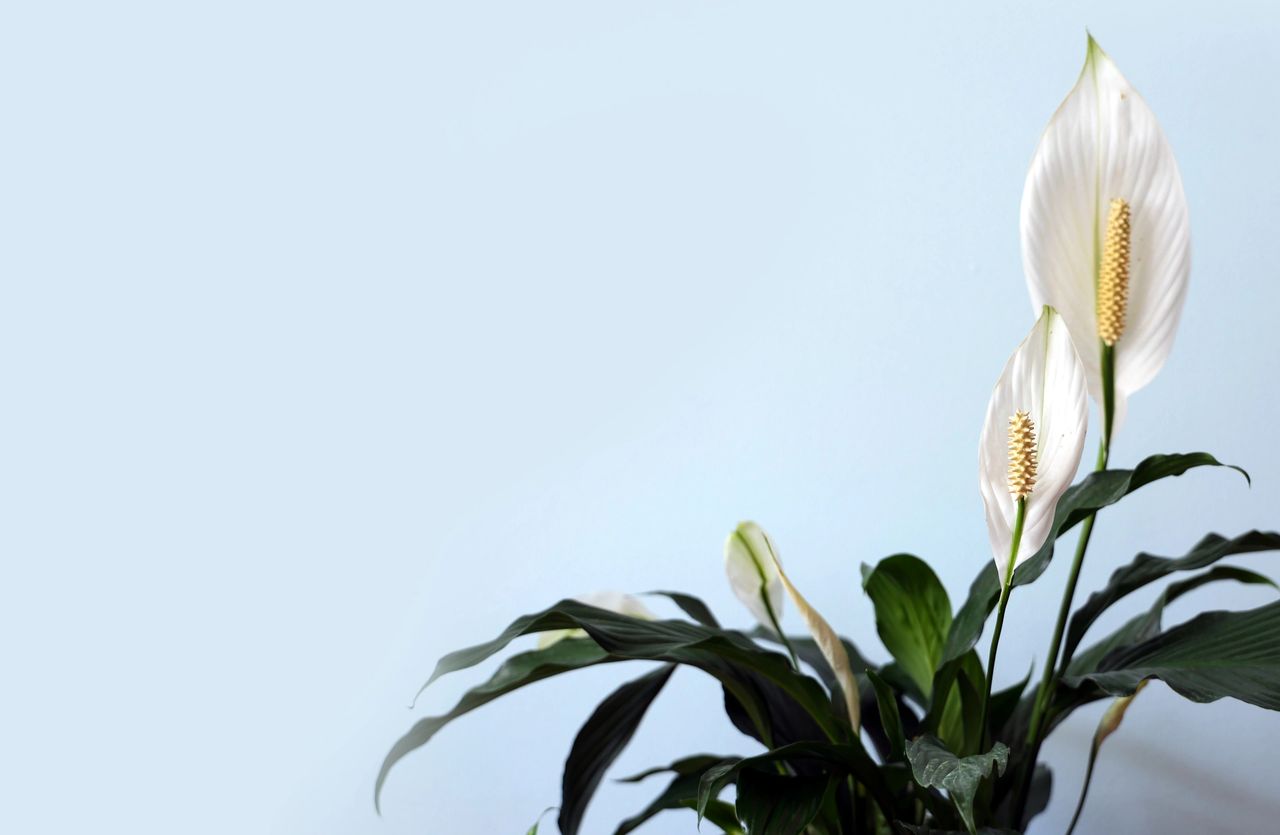 Peace lily houseplant
