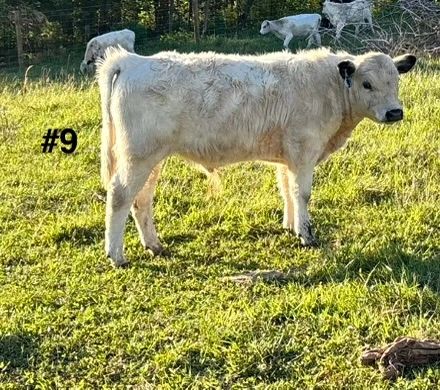 #9 Bull 