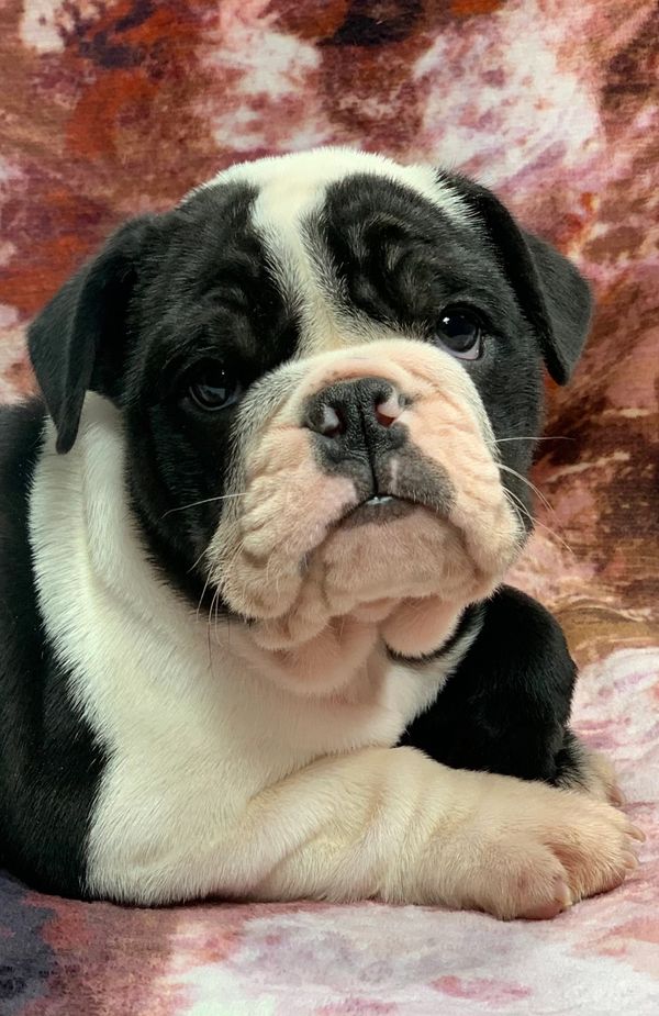 English Bulldog for sale in Pensacola Florida 