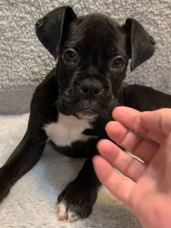 Sealed brindle boxer puppy for sale in Pensacola Fl 