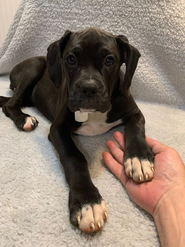 Boxer puppy for sale in Pensacola Fl 