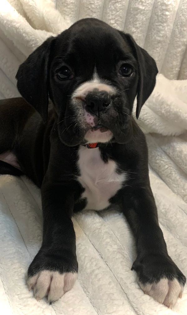 Boxer puppy for sale near gulf breeze Florida 