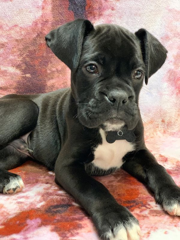 Boxer puppy for sale in Pensacola Fl.  