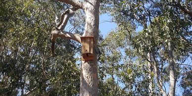 Next box in eucalypt