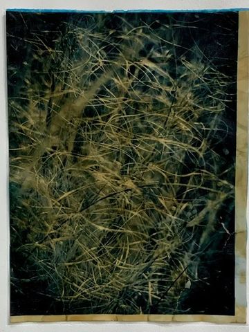Grass