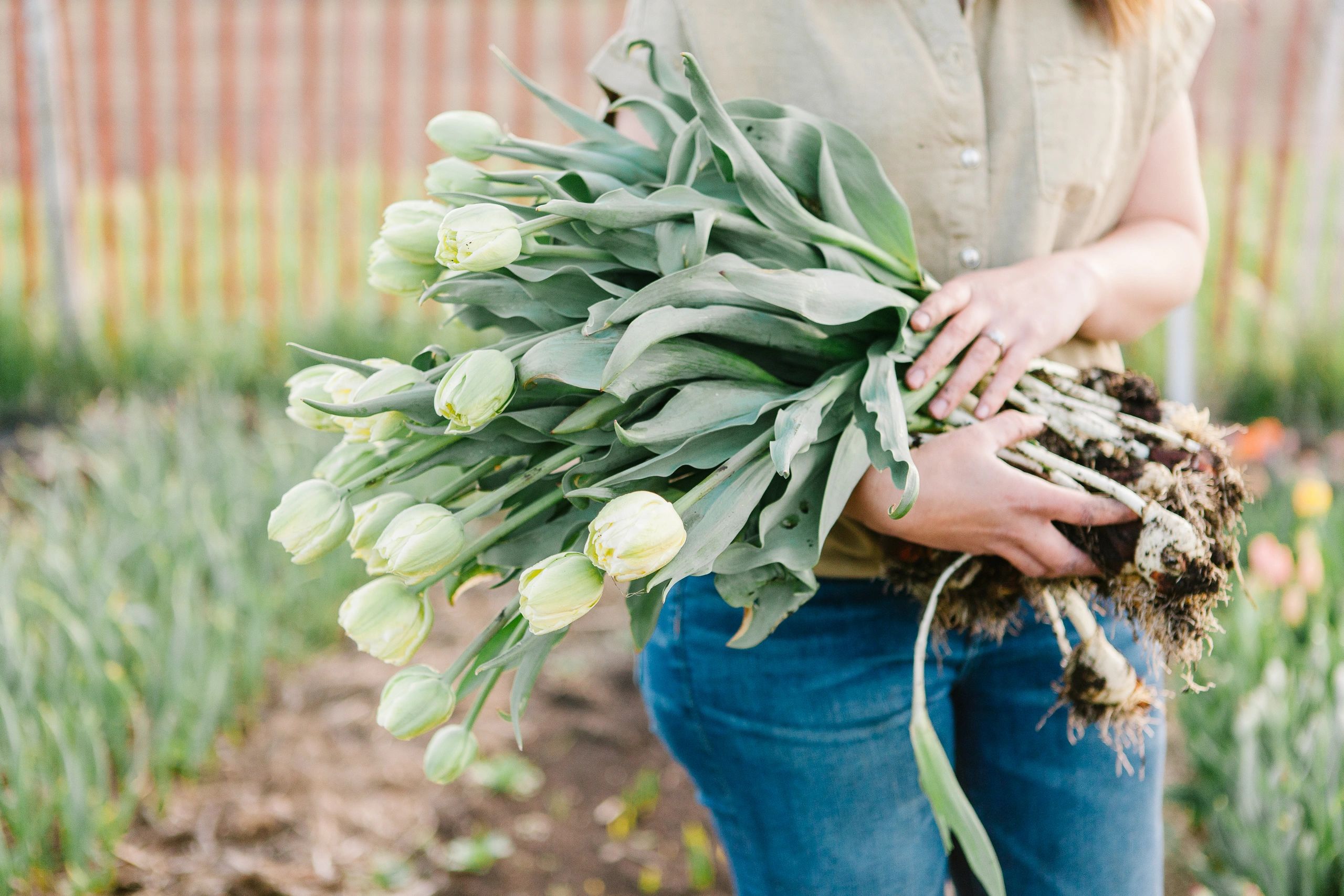 Growing And Harvesting Tulips For Cut Flowers