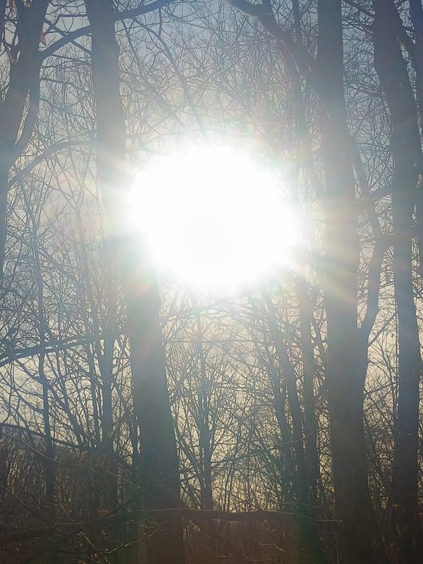 Bright sun shining through bare winter trees in a forest.