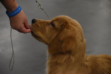 Golden retriever puppy sniffing a hand during training.