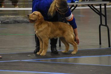 Golden Retriever being positioned by a handler at a dog show.