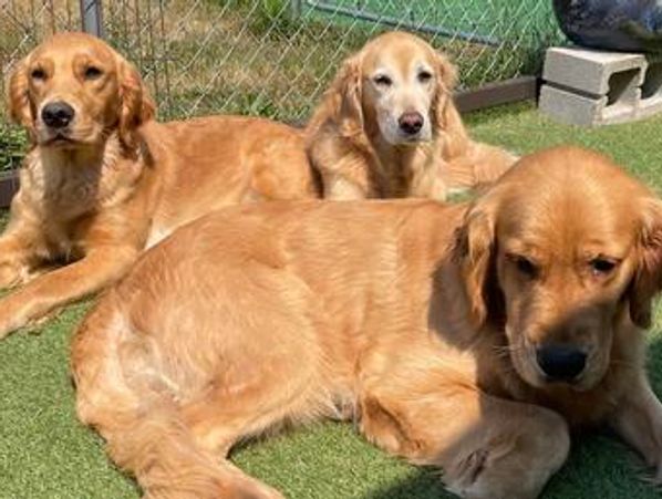 Three golden retrievers relaxing on grass near a fence.