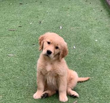 Golden retriever puppy sitting on grass with head tilted.