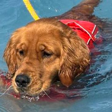 Golden retriever swimming with a red life jacket in water.
