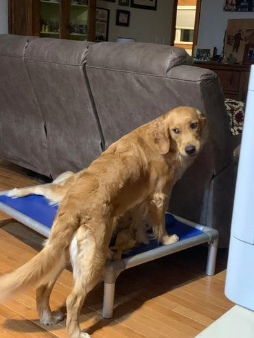 A golden retriever standing on a blue elevated dog bed indoors.
