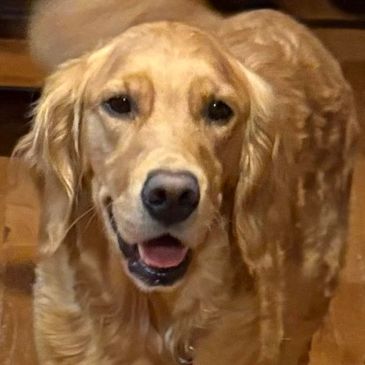 Golden retriever looking happily at the camera indoors.