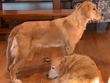 Two golden retrievers, one standing and one lying on a wooden floor indoors.