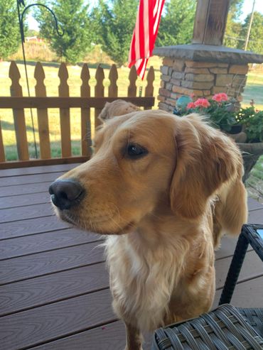 Golden retriever standing on a porch with an American flag in the background.