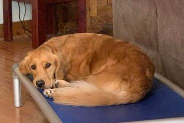 Golden retriever curled up on a blue elevated pet bed.