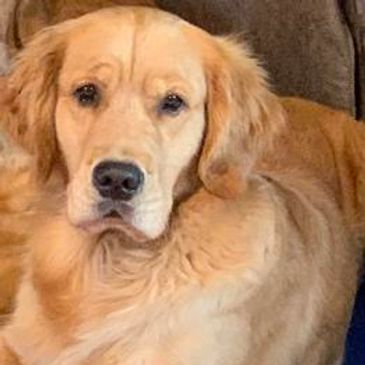 Golden retriever looking calmly at the camera.