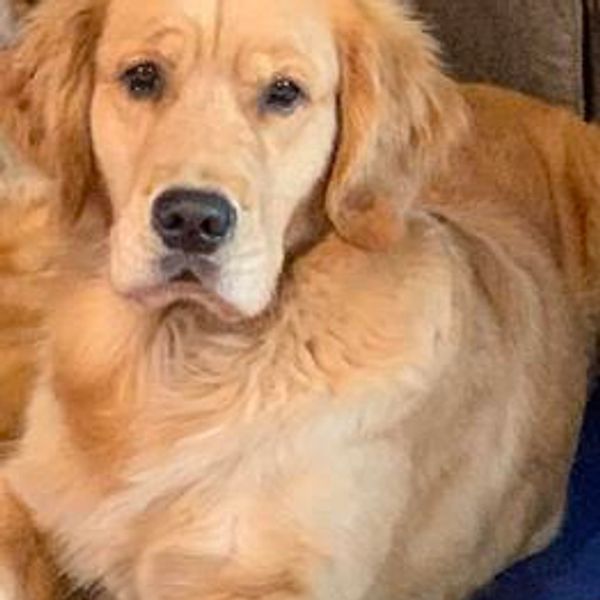 Close-up of a calm golden retriever lying down.