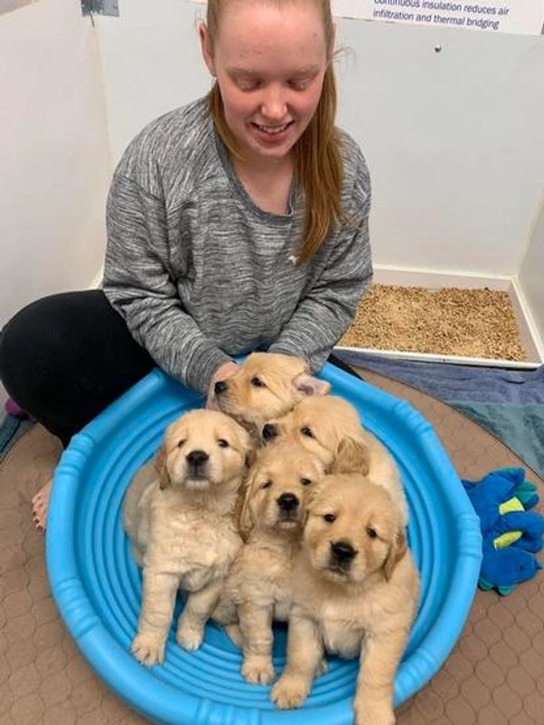 A smiling girl with six golden retriever puppies in a blue pool.