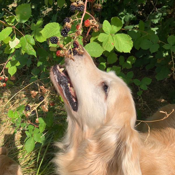 Golden retriever sniffing and eating blackberries from a bush outdoors.