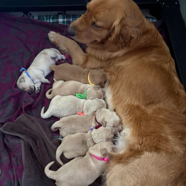 Golden retriever mother nursing her newborn puppies, each wearing a colored collar.