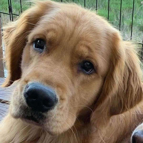 Close-up of a golden retriever's face with soulful eyes.