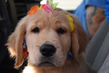 Golden retriever puppy wearing colorful flower garland on its head.