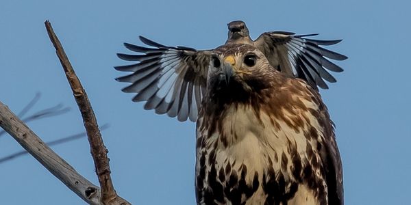 red tailed hawk gets a surprise visit from an angry mocking bird