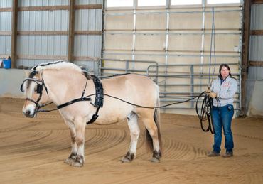Person training a horse indoors using reins and harness.