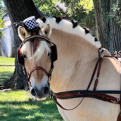 A horse with a braided mane and checkered decoration on its head.